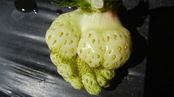 Деформований плід