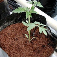 Вирощування на сосновій корі