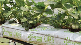 Image Strawberries grown in coco peat