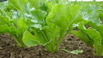 Sugar beet