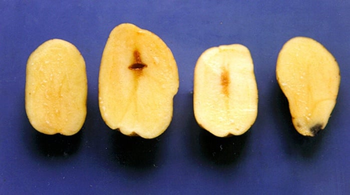 Зміна кольору або внутрішнє почорніння чи потемніння бульб 