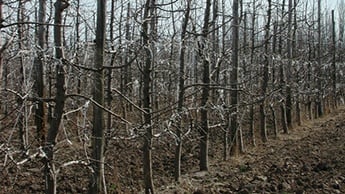 soil and water requirement