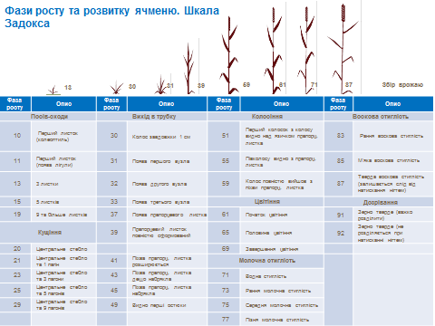 Growth stages
