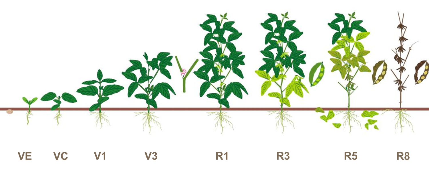 soybean growt stages