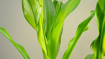 Дефіцит цинку