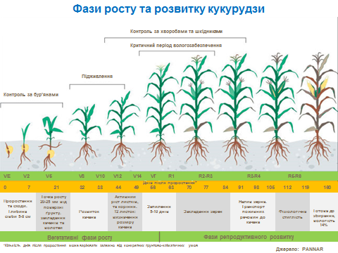 maize growth stage