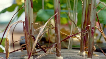 Дефіцит магнію