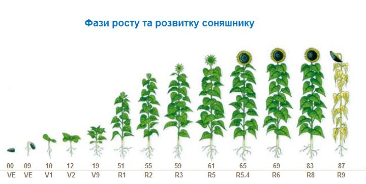 Sunflower growth stages
