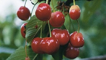 черешня
