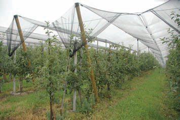 Плодовий сад