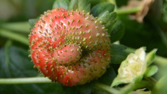 Деформований плід