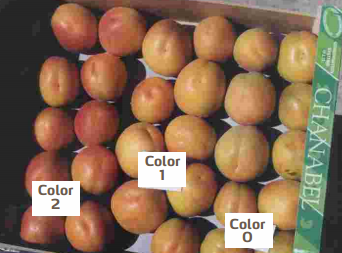 Colouration of peaches