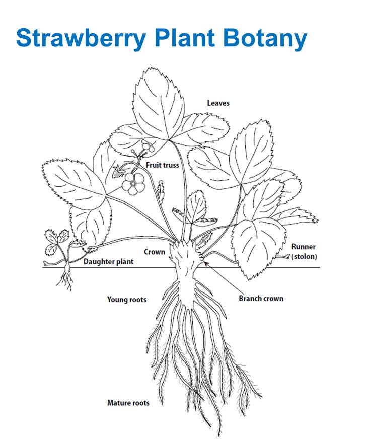 Фази росту полуниці