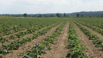 Килимово-смугові ряди характеризуються меншою щільністю