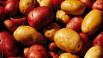 Види картоплі