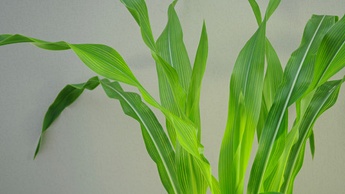 Дефіцит міді